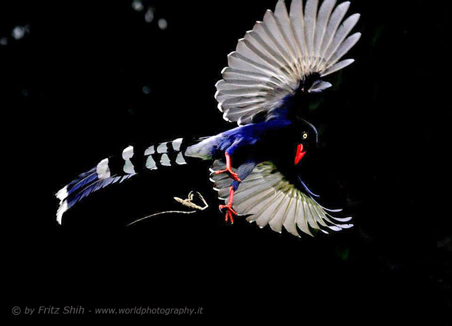 Taiwan Blue Magpie in Flight